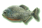 Roter Piranha