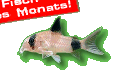 Fisch des Monats