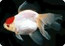 Carassius auratus var. Red-Cap