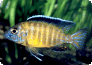 Aulonocara usysia WF (Wildfang)