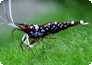 Caridina, die artenreichste Gattung aus der Familie der Süßwassergarnelen