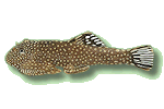 Flossensauger