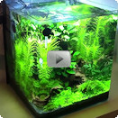 Nano-Aquarium Video