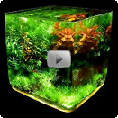 Nano-Aquarium Video