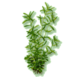 Rotala